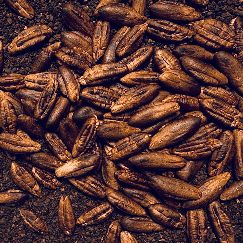 roasted date seeds used for making korma date coffee